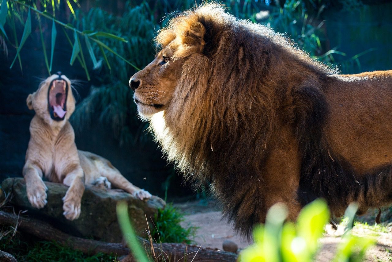 Rajasthan Wildlife Tour for 5 Nights 6 Days, 6 Day Trip Itineary