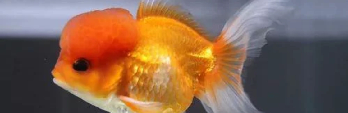 ChuChuGoldfish Cover Image